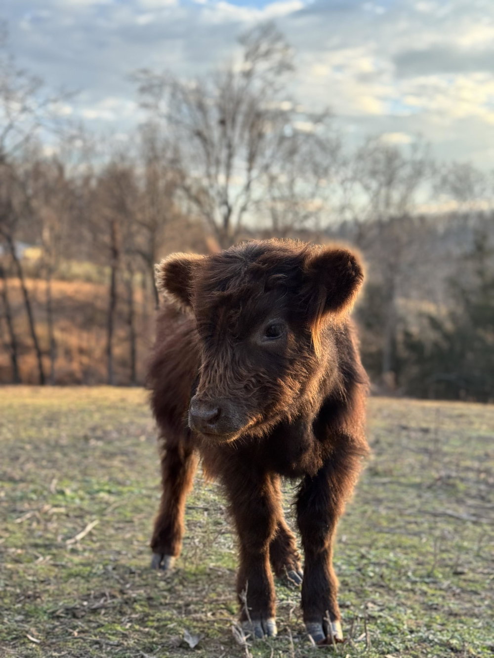 Howdy 🤠, photo 6