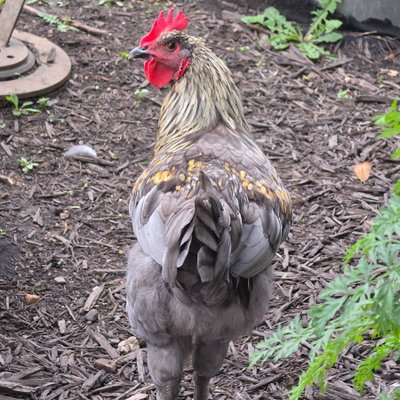 Rooster profile picture