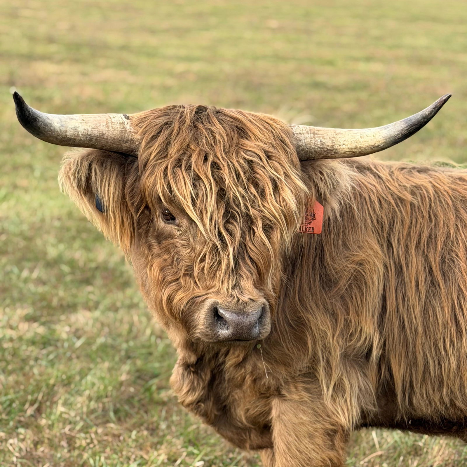 A Peculiar Farm Walker