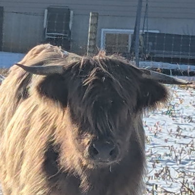 Lyon profile picture