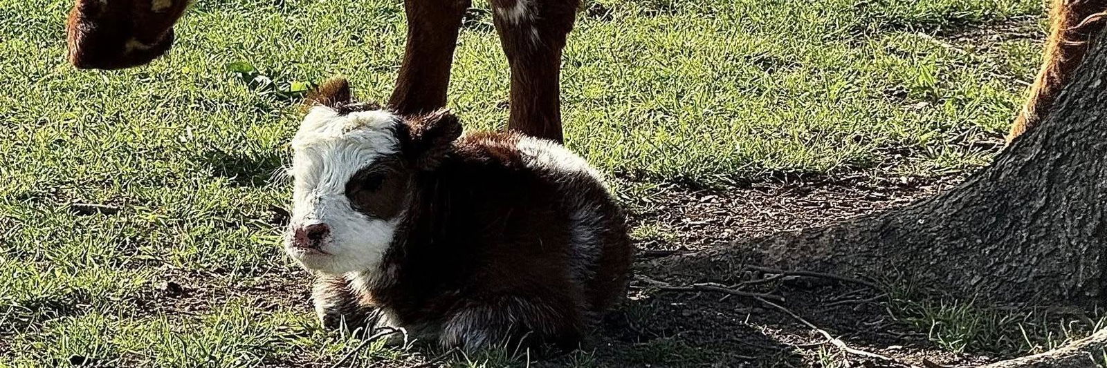 Raspberry profile cover image