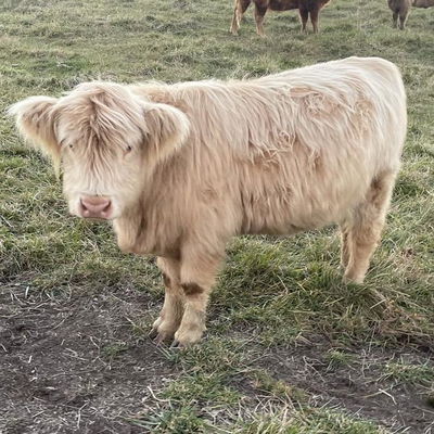 A Peculiar Farm Peaches profile picture