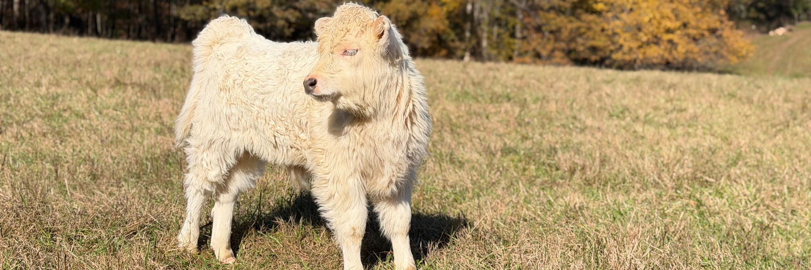 Casper profile cover image