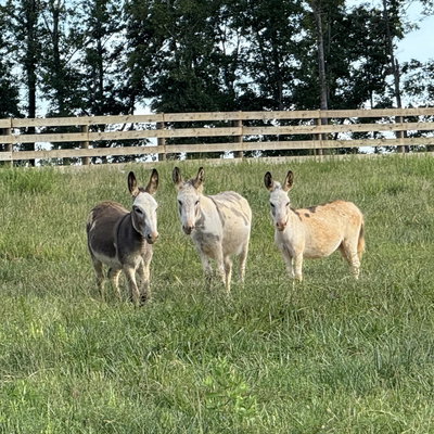 Knight Farm profile picture