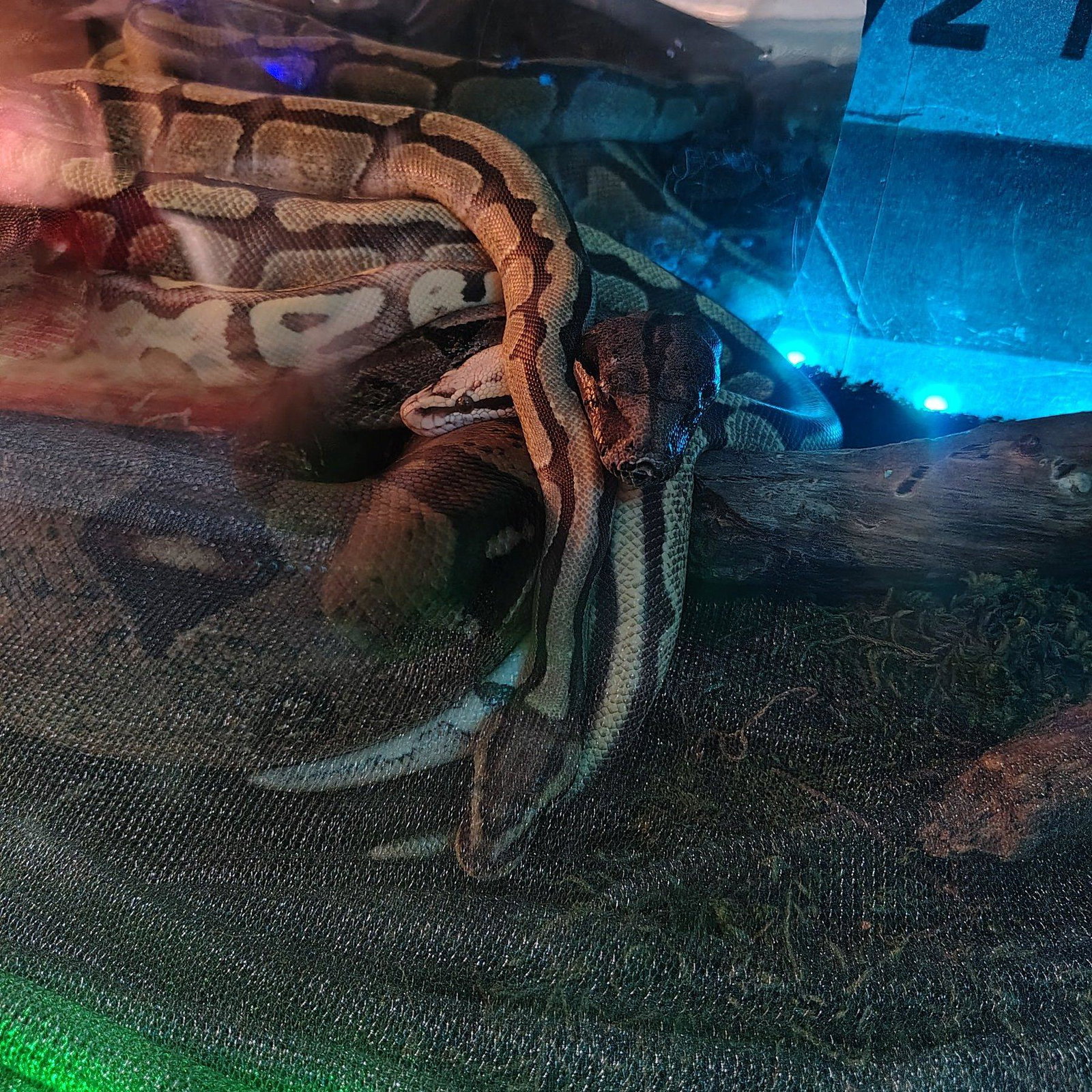 Little One