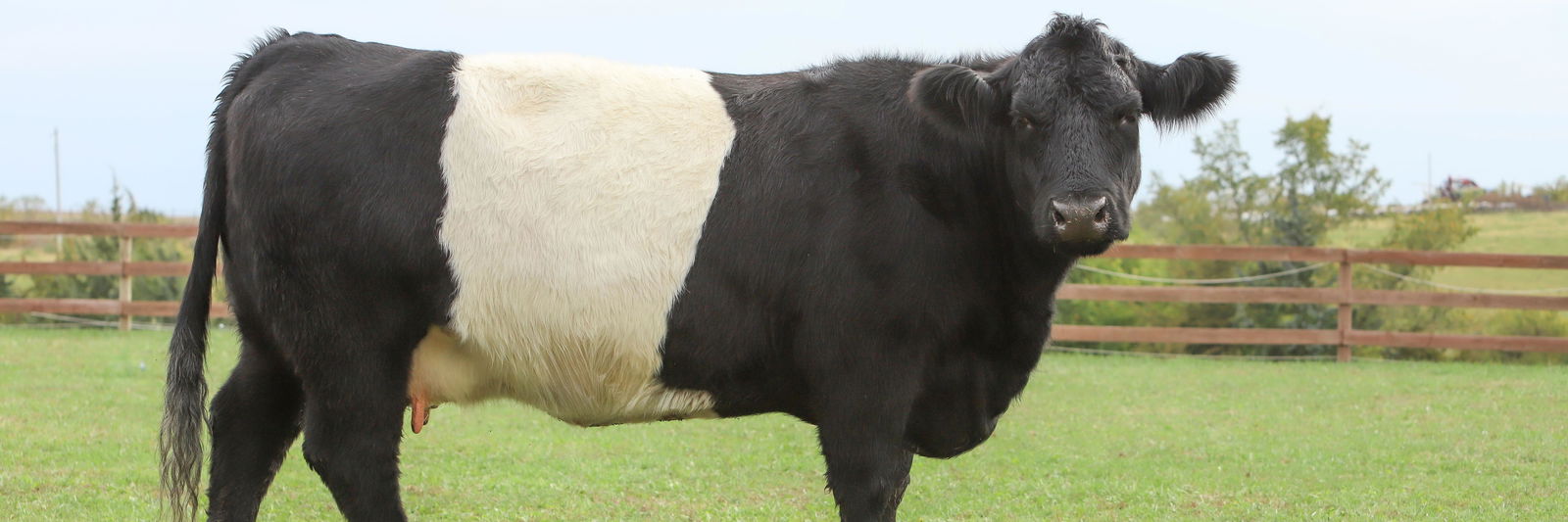 Lady Eleanora profile cover image