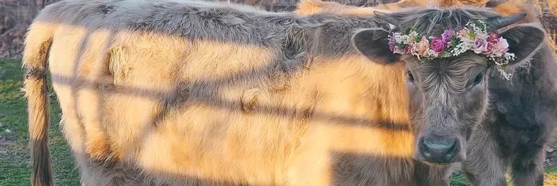 Crescent Moon profile cover image