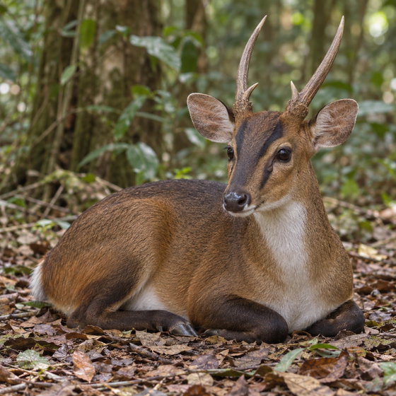giant muntjac