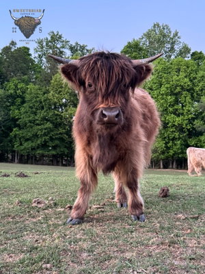 Blair, a Highland for sale on Creatures