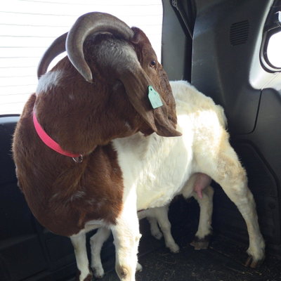 Layla profile picture