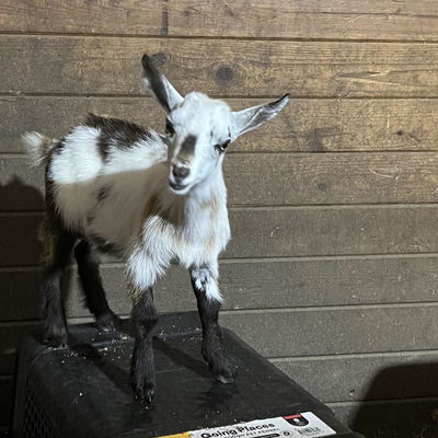 Crank profile picture