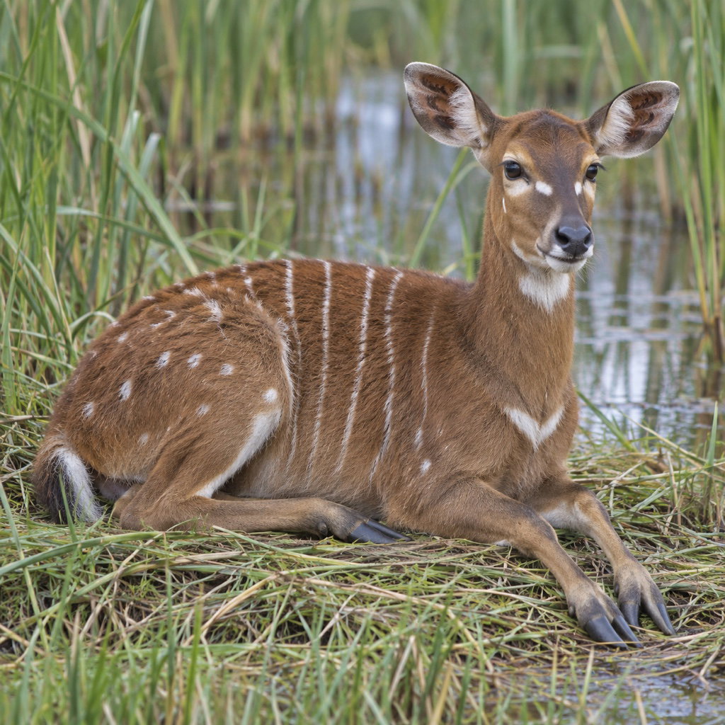 sitatunga