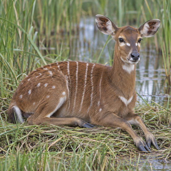 sitatunga