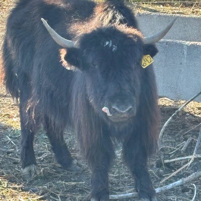 Lively profile picture