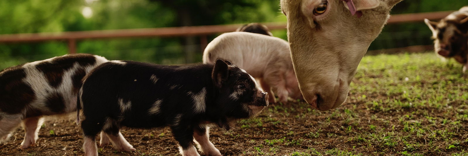 Carlily Farms profile cover image