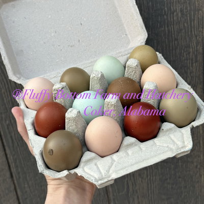 Fluffy Bottom Farm and Hatchery profile picture