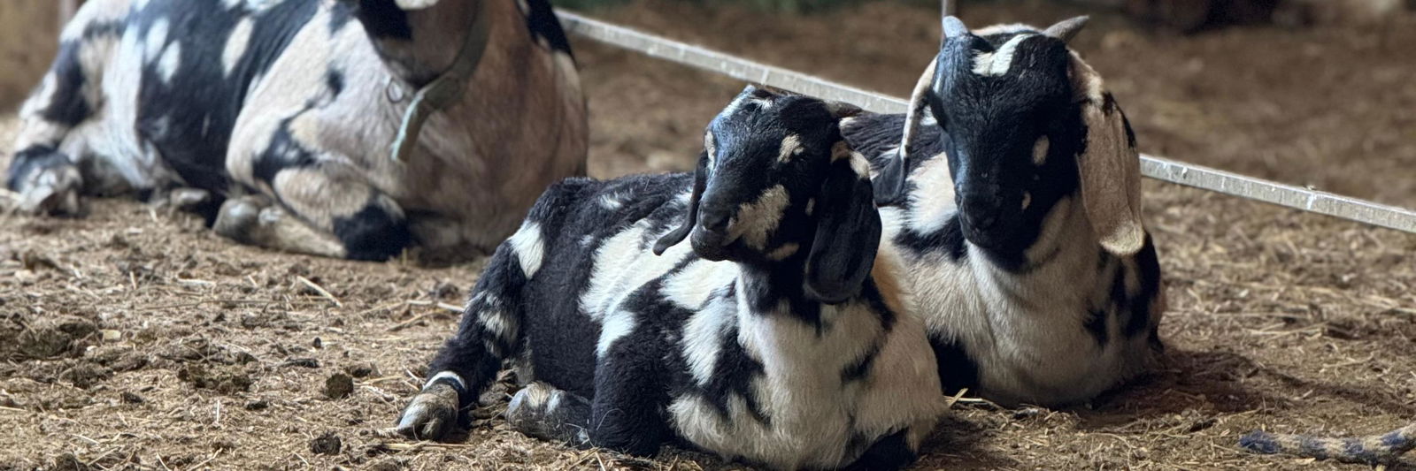 Jessie Robinson profile cover image