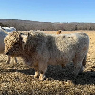 HH Montgomery profile picture