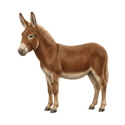 Donk Red profile picture