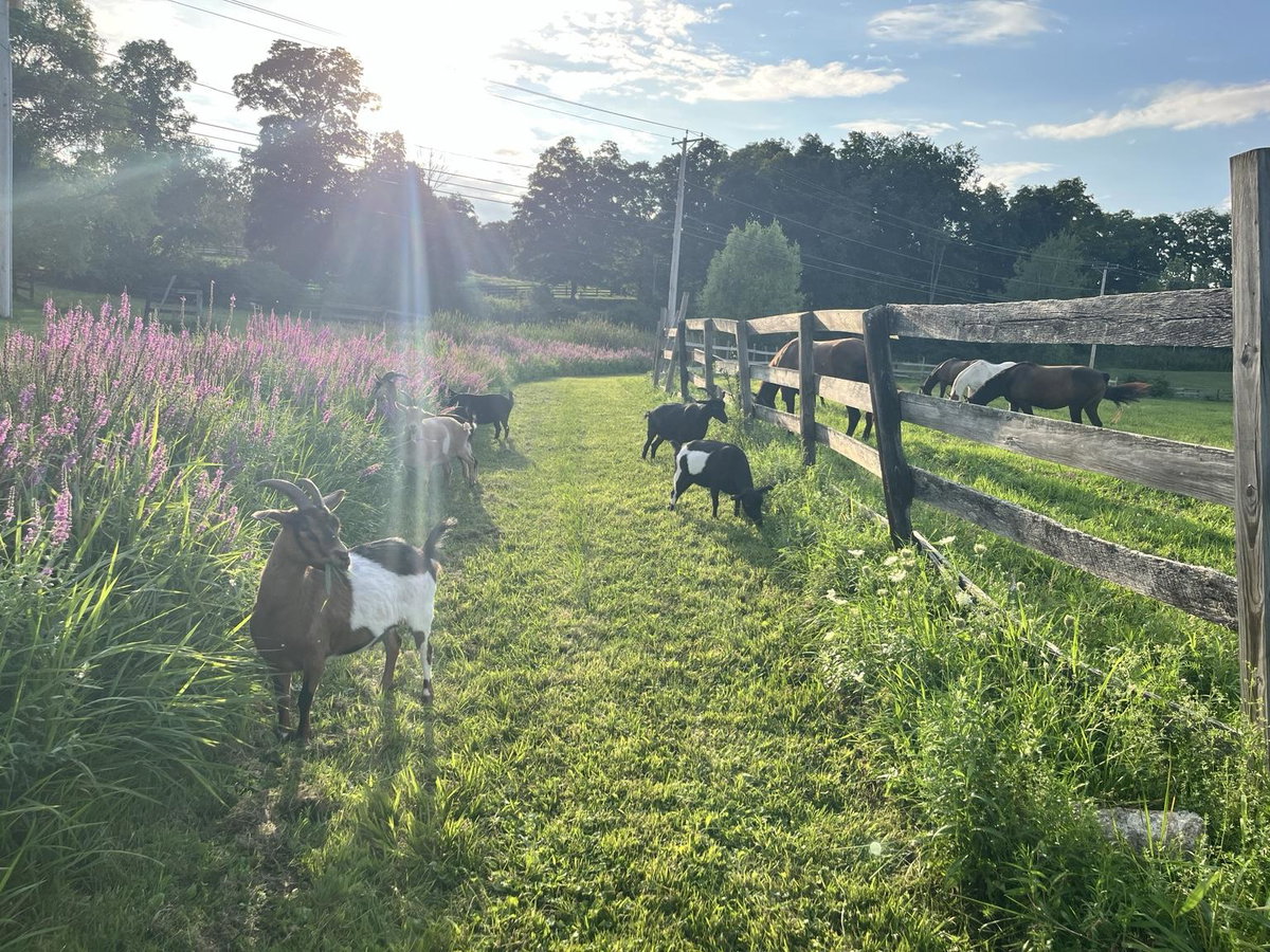 Goats & Friends: A Celtic Valley Wander (Farm Tour), photo 1