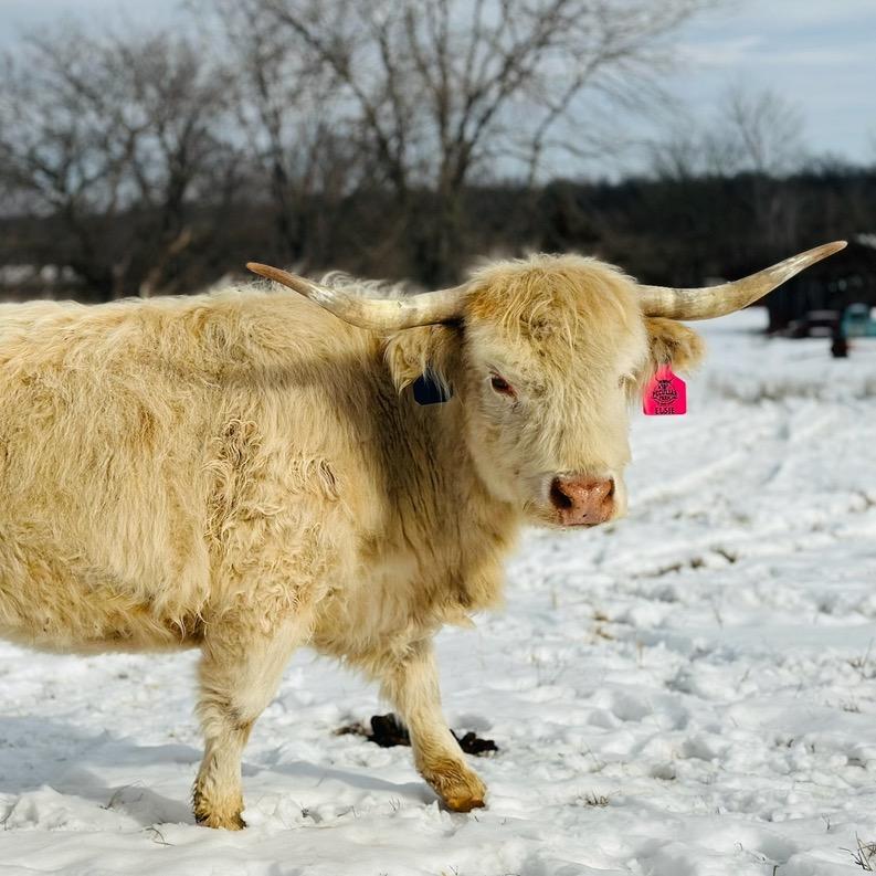 A Peculiar Farm Elsie