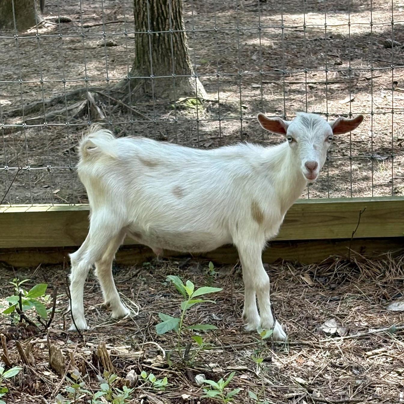 Sven