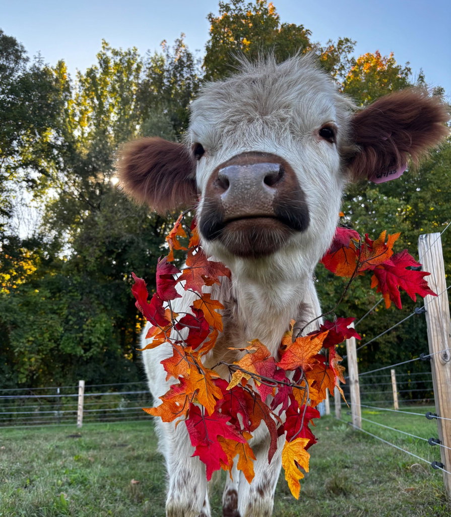 Cow Cuddles, photo 5