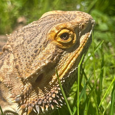 Lenny profile picture