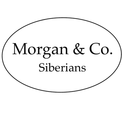 Morgan & Co. Siberians profile picture