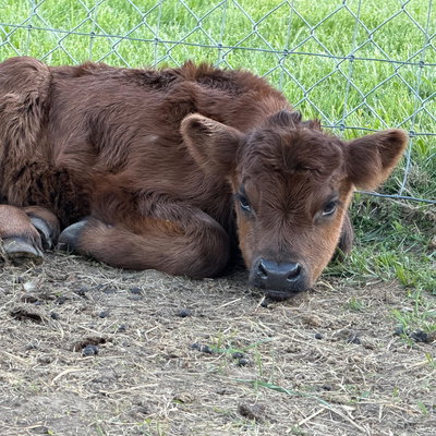 RBR Lily profile picture