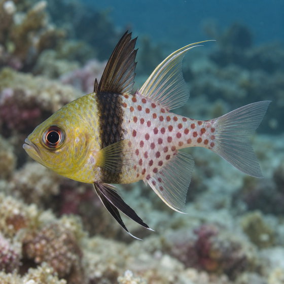pajama cardinalfish