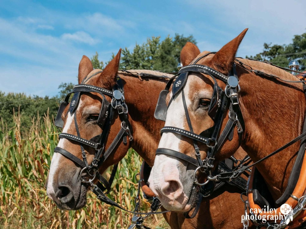 Horse wagon rides, photo 1