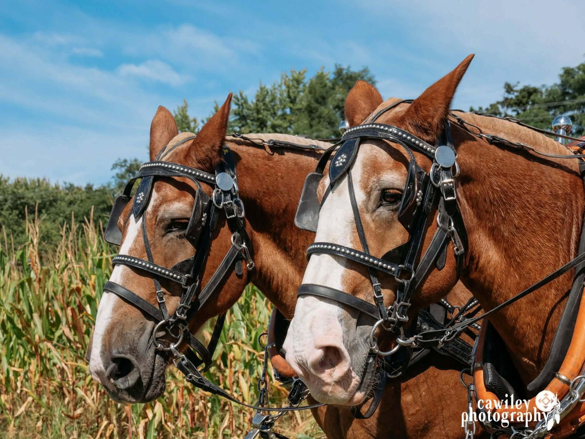 Horse wagon rides with Hoeffner Farms