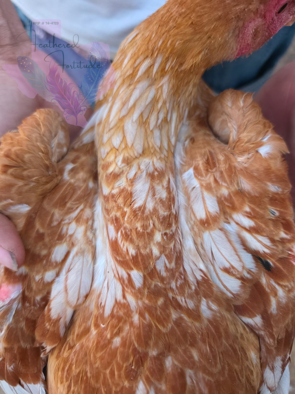 Blue pullet, photo 3