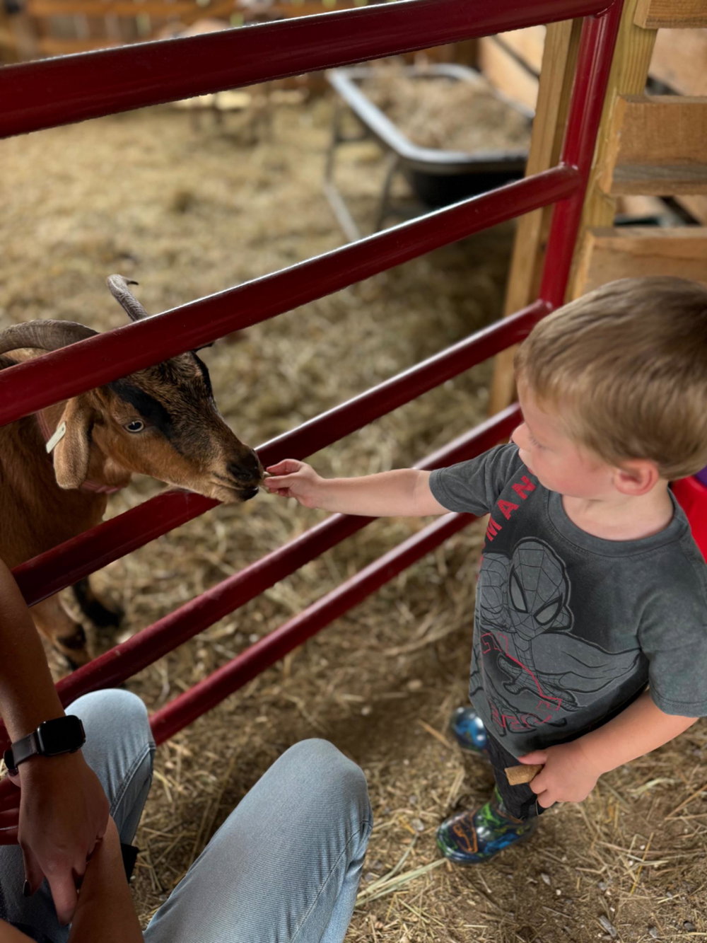 Cow Cuddles, photo 7