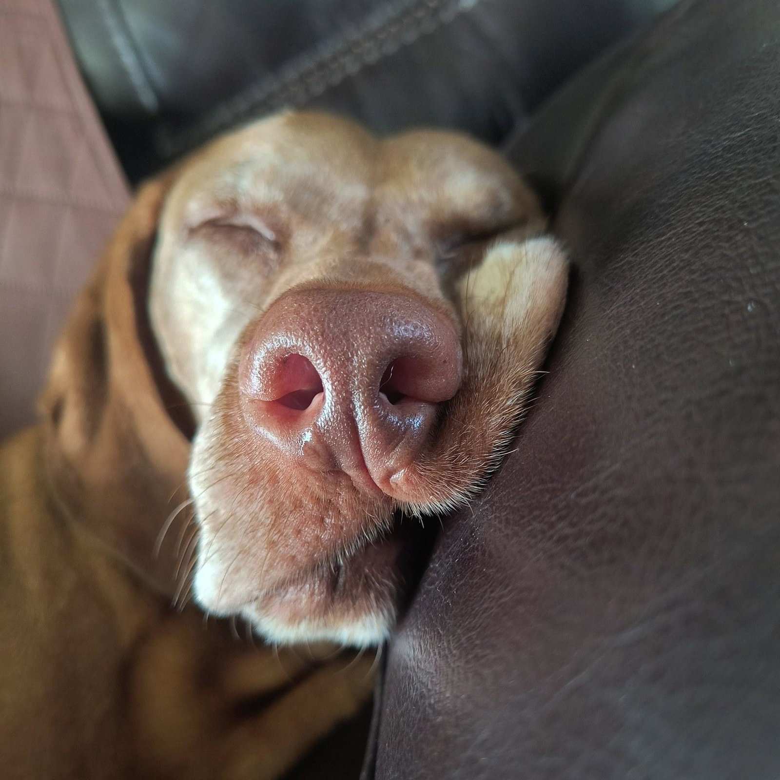 Chloe