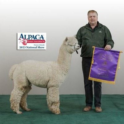 Irish Meadows' Crescendo profile picture