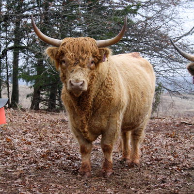 Curly profile picture