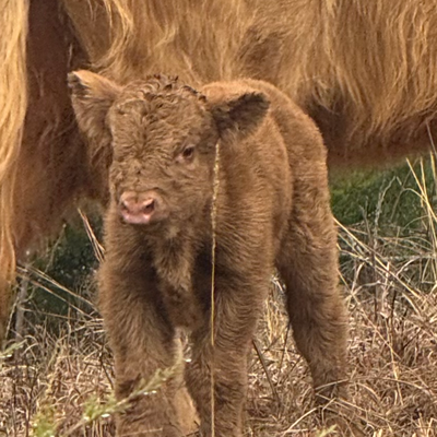 Fergus profile picture