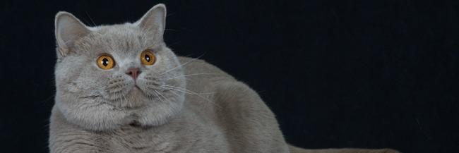 Tatiana Perry profile cover image