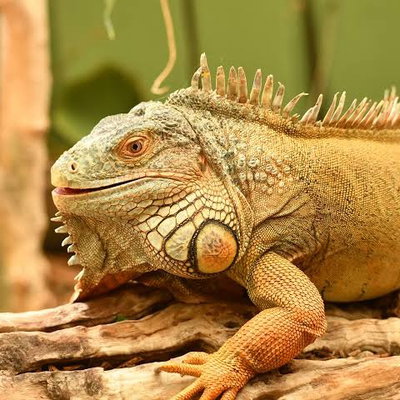 Iggy Iguana profile picture