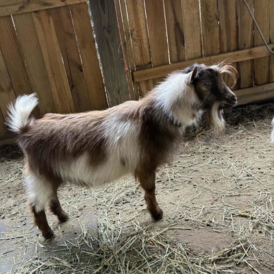 High Dollar Farms SB Nutella profile picture
