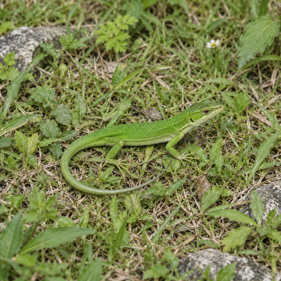 green grass lizard