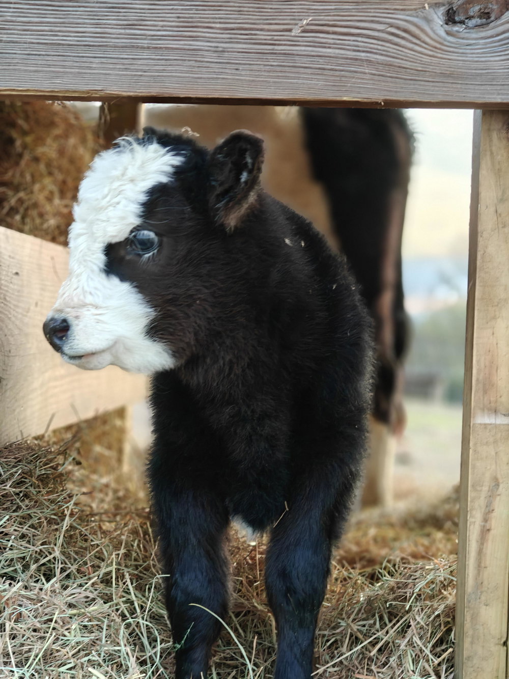 Bessie Baby, photo 5