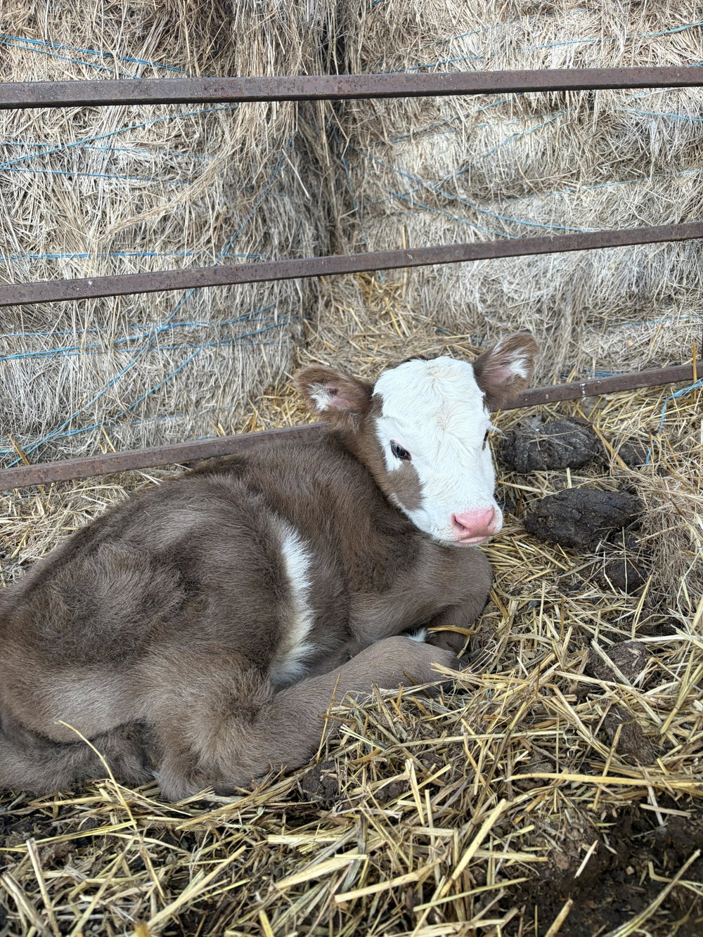BB Loretta, photo 4