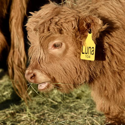 NXT Dandy’s Luna Lilly profile picture