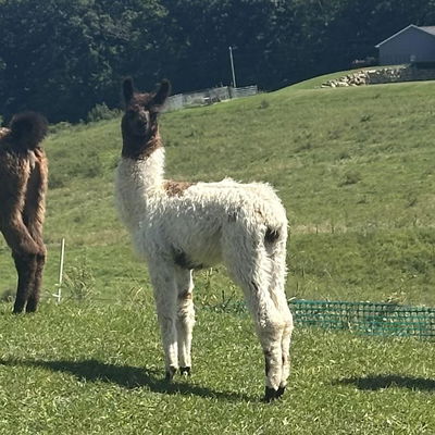 PPWI Blooming Magnolia Queen profile picture