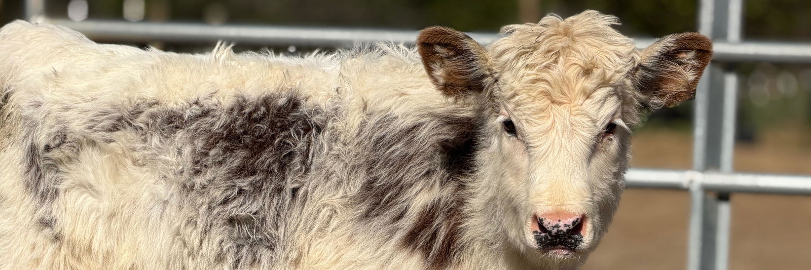 Cupcake profile cover image