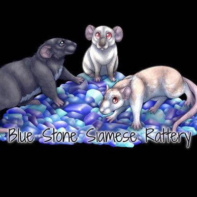 Blue Stone Siamese Rattery (BSS) profile picture