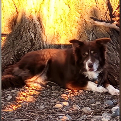 Duke profile picture